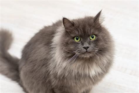 12 Adorable Gray Cat Breeds: Stats, Behaviors and More