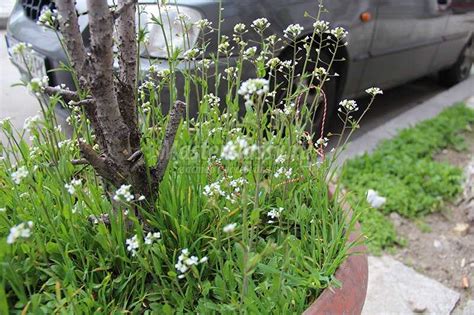 Пастушья сумка. Цветы в Болгарии. Фото