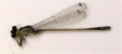 Ischnura Senegalensis Bioquipbugs