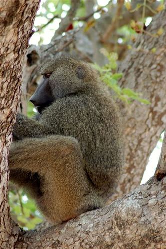 Olive Baboon CreationWiki The Encyclopedia Of Creation Science