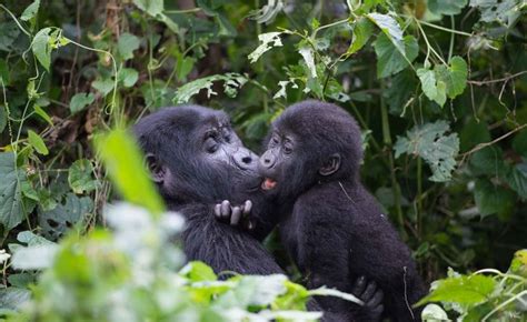 Gorilla Trekking In Rushaga Sector