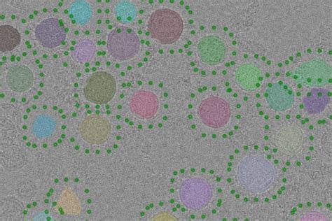 Atomic Structure Of Key Enzyme In Neuronal Communication Unveiled