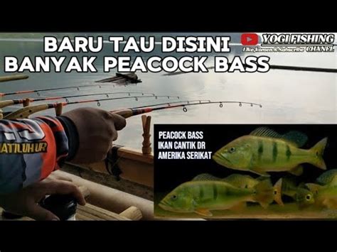 Mancing Jatiluhur Terbaru Baru Tau Disini Banyak Peacock Bass Salam