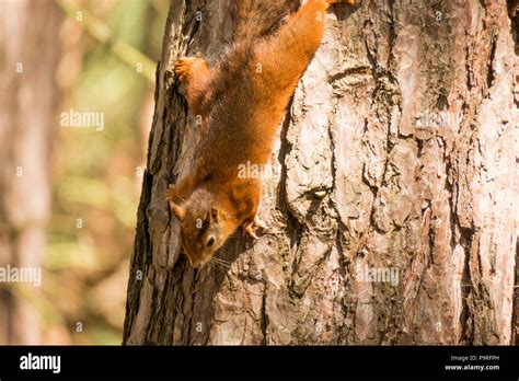 Eurasian Red Squirrel Stock Photo Alamy