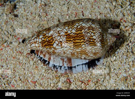 Textile Cone Shell Conus Textile On Sand Murex House Reef Dive Site