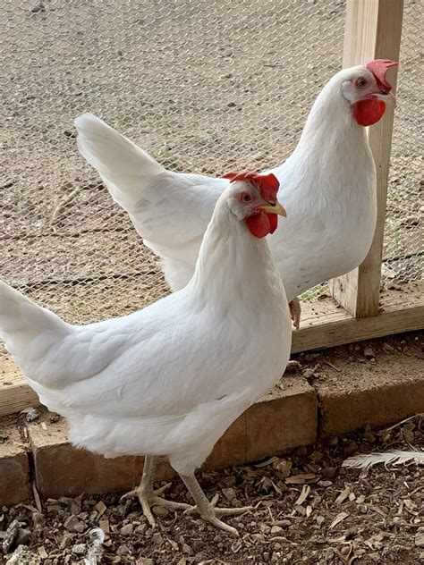 California White Chicken Quiet Superstars Of Backyard Flocks Rural