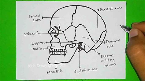 How To Draw Human Skull Human Skull Diagram Hsc Biology Step By Step