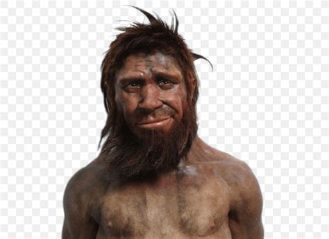 Neanderthal Caveman Human Evolution Homme De Spy Png 600x597px