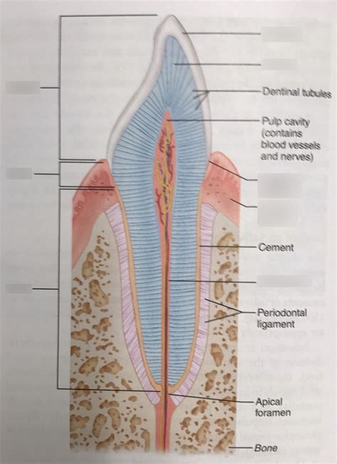 Longitudinal Section Of A Canine Tooth Within Its Bony Socket Alveolus