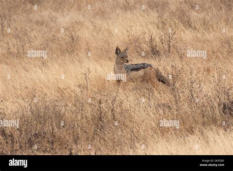 Ngorongoro Crater Tanzania Africa Stock Photo Alamy