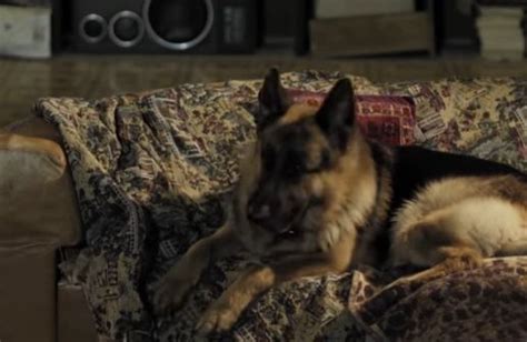 Пес 2 сезон (2016): фото, кадры и постеры из сериала - Вокруг ТВ.