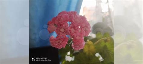 Сортовые пеларгонии купить в Новосибирске | Товары для дома и дачи | Авито