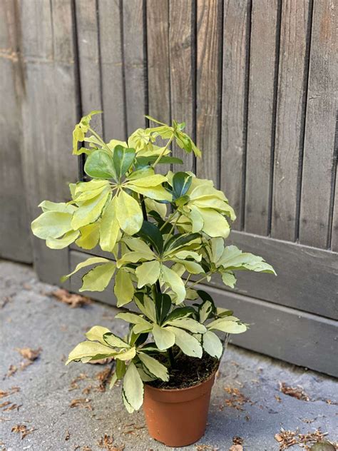 Шеффлера жанин - 73 фото