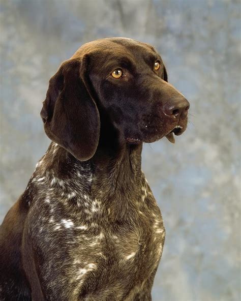 German Pointer Portrait Of A Dog Photograph By The Irish Image Collection