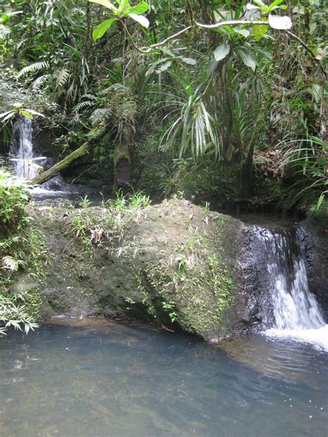 Brian In Fiji Colo I Suva Forest National Park