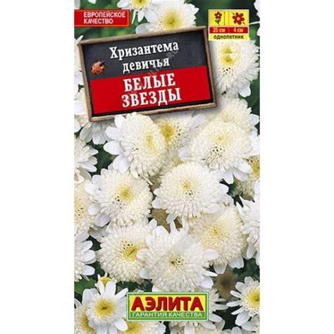 Хризантема Белые Звезды Аэлита в Санкт-Петербурге