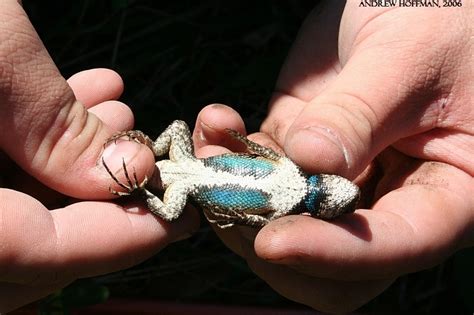 Eastern Fence Lizard Eggs