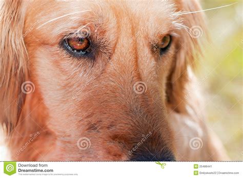 Serious Dog Stock Image Image Of Eyes Retriever Golden 25488441