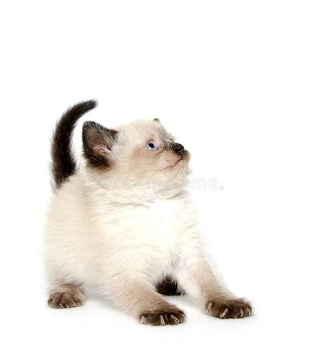 Cute kitten playing stock image. Image of baby, kitten - 20686733