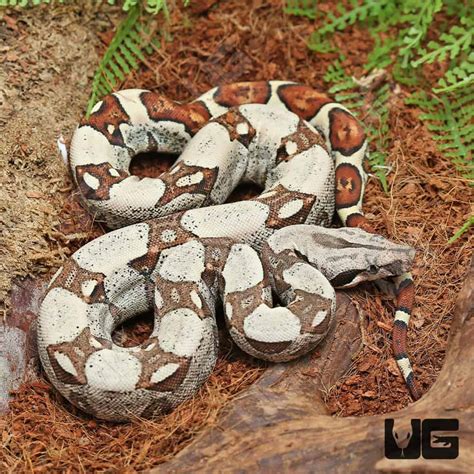 Baby Male Jungle Redtail Boa Boa Constrictor Imperator For Sale