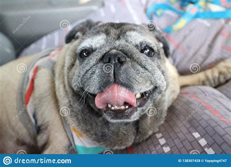 Perro Lindo Del Barro Amasado Sonrisa Linda Foto De Archivo Imagen