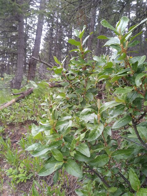 Russet Buffaloberry Pipilo Native Plants