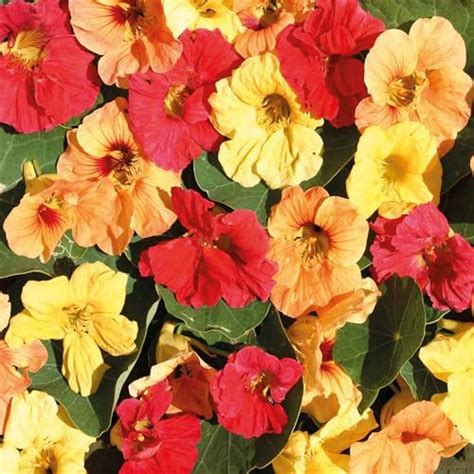 Amazon Outsidepride Seeds Annual Nasturtium Orange Cimbing