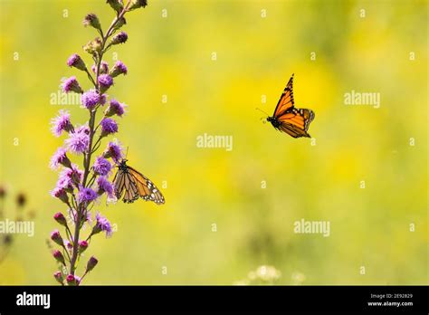 Mimics Monarch Hi Res Stock Photography And Images Alamy