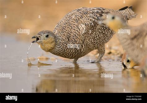 Female Crowned Sandgrouse Pterocles Coronatus At Drinking Pool In