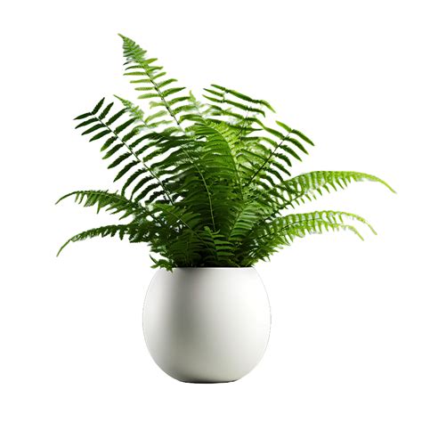 Ai Generated Transparent Boston Fern In Png 39557757 Png