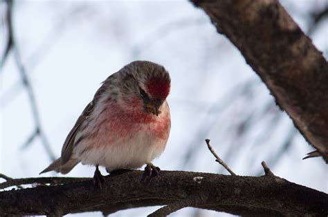 House Finch: House Finch Bird Sounds