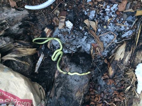 Dead snake – Tim Kerssens retired in Thailand