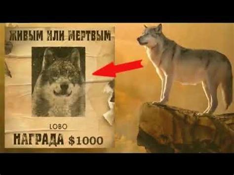 Самый умный и хитрый волк в мире) - YouTube