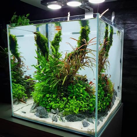 Аквариум куб с растениями - 98 фото