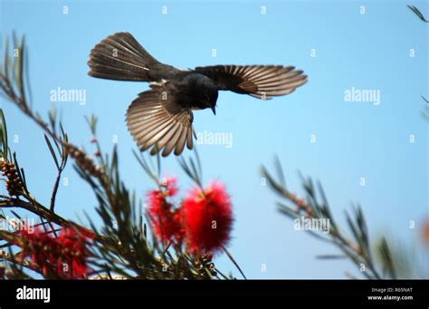 An Australian Willie Wagtail Hi Res Stock Photography And Images Alamy