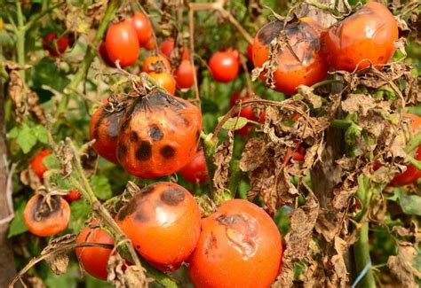 Tomato Fruitworms: How To Identify, Control, & Get Rid These Garden Pests