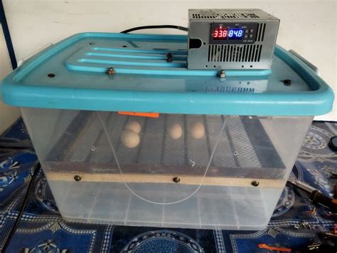 Homemade Incubator Homemade Incubator Incubator Chicken Eggs