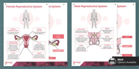 Year Year Science Human Reproductive System Posters