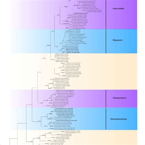 FIGURE Phylogeny Of Megasporoporia Sensu Lato And Related Species