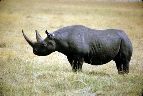 Black Rhinoceros