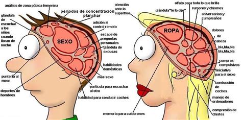 Cerebro Masculino Y Femenino Cuerpo Humano Anatomia Y Fisiologia