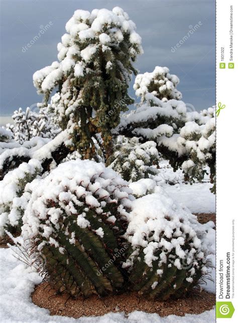 Snow Cactus. Snow covering cactus in the Arizona desert , #AFF, # ...