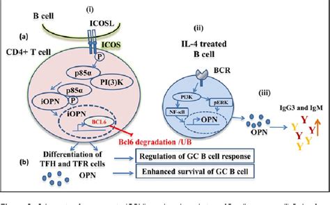 Figure 2 From Osteopontin In Immune Mediated Diseases Semantic Scholar