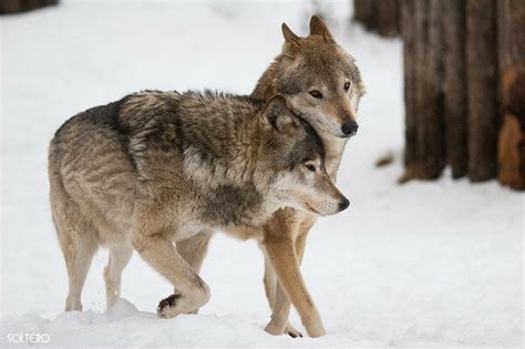 Волки и лисы. Подборка красивых фотографий: kazan_love — LiveJournal