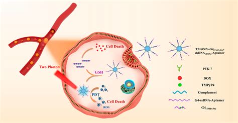 纳米人 Anal Chem智能生物导弹用于双光子荧光成像指导的光动力 化学联合治疗