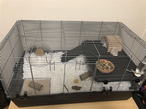 Ravioli’s new home so far — still waiting on more toys, chews, etc to