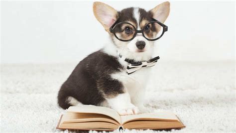 Corgi Size: Are Corgis Small Or Medium Dogs? - Corgi Care