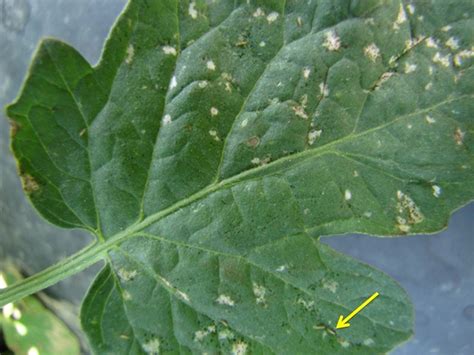 Thrips And Their Feeding Injury On Tomatoes Vegetable Pathology Long Island Horticultural