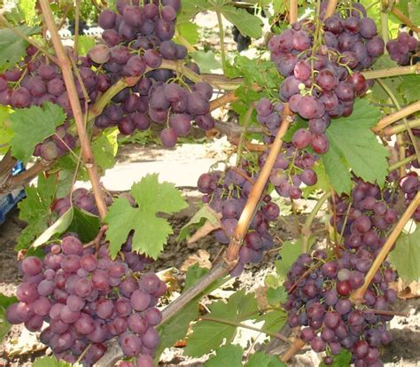 Виноград мускат: особенности выращивания с фото, где и как сажать белый ...