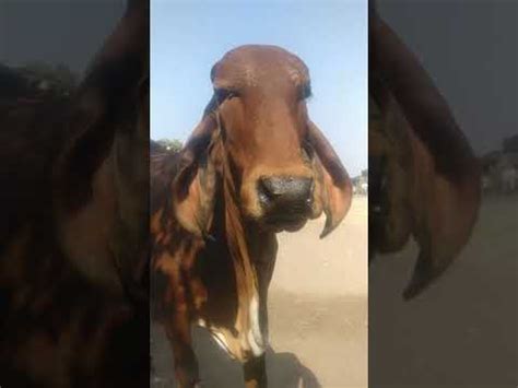 Gujrat Gir Cow Breed Gir Gay Shortvideo Youtubeshorts Cow